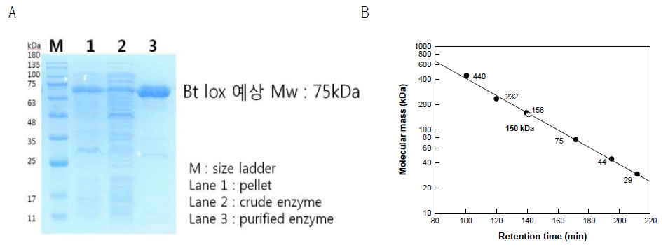 SDS-PAGE (A) and gel-filteration chromatography (B) for determination of molecular mass of the purified native enzyme using Sephacryl S-300 HR gel filtration chromatography