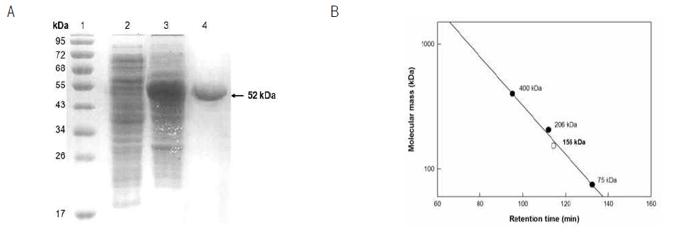 SDS-PAGE and gel-filteration chromatography analysis of purified enzyme of 9R-lipoxygenase from Nostoc sp. in E. coli