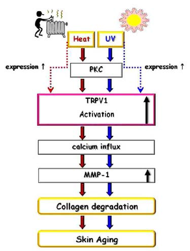 자외선 노출에 의한 MMP1 발현량 증가에 미치는 TRPV1의 효과 자외선 조사가 PKC 의존성 경로를 통해 TRPV1을 활성화 시키면 세포 내 칼슘 유입이 일어남. 이러한 세포 내 칼슘 유입은 MMP1을 활성화 시키고 콜라겐을 분해하게됨. 자외선 조사는 또한 TRPV1 발현양을 직접적으로 증가시킴(점선)