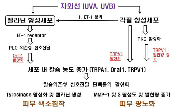 피부 세포 내 Orai 1 및 TRPV1에 의한 칼슘농도 증가를 나타낸 그림. 칼슘농도 조절 관련 이온통로의 활성화는 피부 색소 침착 및 피부 광노화에서 모두 공통적으로 일어나는 현상임.