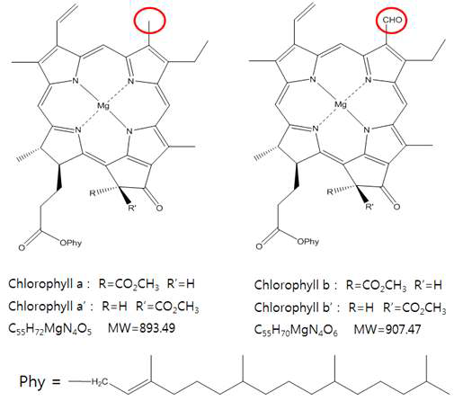 클로로필 a, a’와 b, b’에 대한 차이를 나타내는 화학구조식