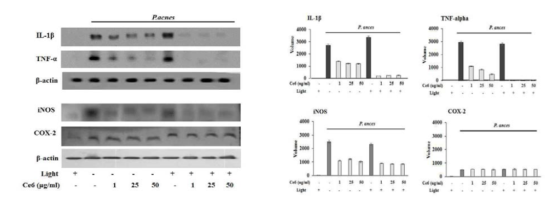 클로린 e6 매개 PDT에 의한 염증성 cytokines 및 염증관련 효소 발현 억제 효능