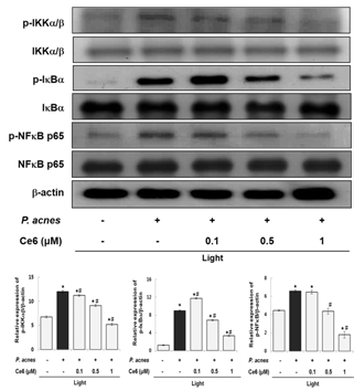 염증 유발 HaCaT 세포내 클로린 e6 매개 PDT의 NF-ĸB pathway 관련 단백질 발현 조절
