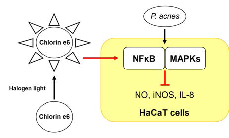 클로린 e6 매개 PDT를 통한 NF-ĸB, MAPKs 염증 시그널 억제