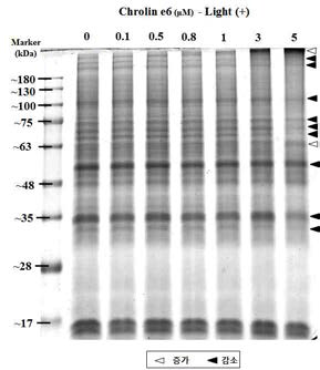 클로린 e6 매개 PDT 처리된 HaCaT의 1차원 전기영동을 이용한 단백질 발현변화 분석