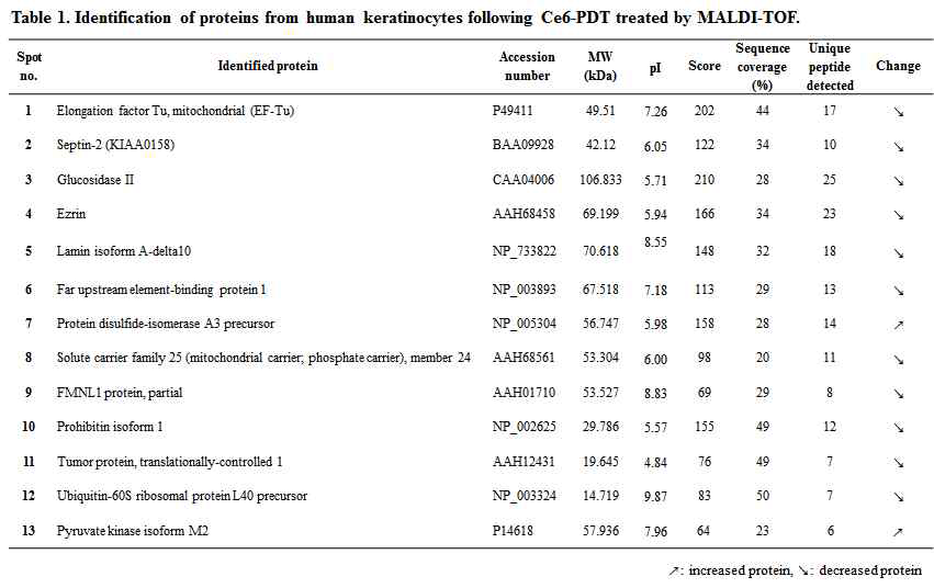 클로린 e6 매개 PDT 처리된 HaCaT 세포의 MALDI-TOF 분석을 통한 단백질 동정