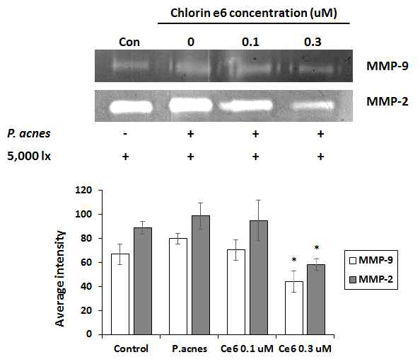 Zymography를 통한 P. acnes로 유도된 피부노화세포모델에서 클로린 e6 매개 PDT에 의한 MMP-2와 MMP-9 활성 저해. (*P<0.05, 클로린 e6 처리군과 음성 대조군 사이의 유의성, Duncan’s test)