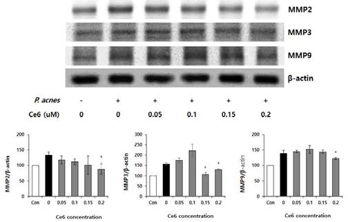 Western blot을 이용한 P. acnes로 유도된 피부노화세포모델에서 클로린 e6 매개 PDT에 의한 MMP-2, MMP-3와 MMP-9 단백질발현 저해. (*P<0.05, 클로린 e6 처리군과 음성 대조군 사이의 유의성, Duncan’s test)