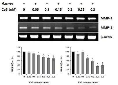 qPCR을 통한 P. acnes로 유도된 피부노화세포모델에서 클로린 e6 매개 PDT에 의한 MMP-1와 MMP-2의 mRNA 발현양 감소. (*P<0.05, 클로린 e6 처리군과 음성 대조군 사이의 유의성, Duncan’s test)