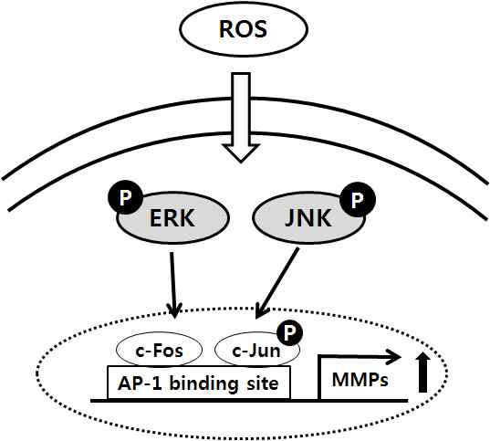 ROS에 의한 HaCaT 세포내 MMPs 발현 관련 AP-1 signal pathway 모식도. (Hwang et al., 2011).