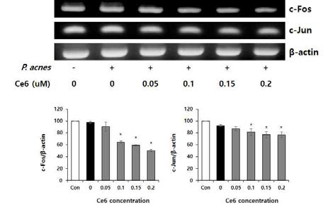 P. acnes로 유도된 피부노화세포모델에서 클로린 e6 매개 PDT에 의한 c-Fos와 c-Jun의 mRNA 발현양 감소. (*P<0.05, 클로린 e6 처리군과 음성 대조군 사이의 유의성, Duncan’s test)