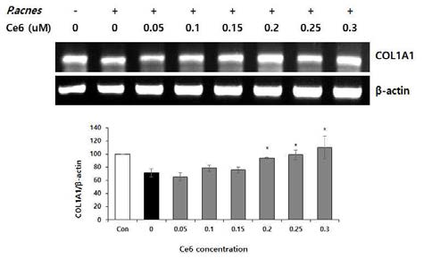 qPCR을 통한 클로린 e6 매개 PDT에 의한 HaCaT 세포의 pro-collagen type I (COL1A1) mRNA 의 발현량 증가. (*P<0.05, 클로린 e6 처리군과 음성 대조군 사이의 유의성, Duncan’s test)