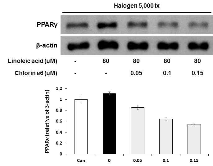 클로린 e6의 피지분비세포내 PPARγ 조절효능