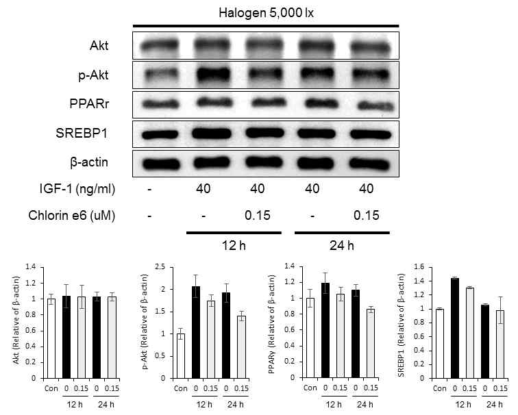 클로린 e6 매개 PDT의 시간별 피지분 비세포내 지질합성관련 시그널 조절