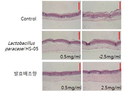 3D 피부배양에 Lactobacillus paracasei 발효물과 발효배초향 추출물이 인간 피부에 미치는 영향
