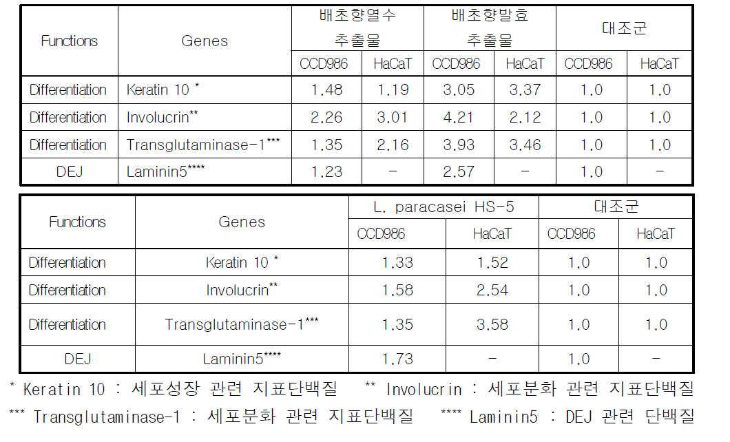L. paracasei HS-5 발효물과 배초향 발효추출물의 피부세포분화 유전자 조절