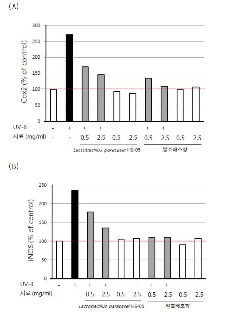 Lactobacillus paracasei HS-05 발효물과 발효배초향에 의한 UV-B-induced Cox2 (A) iNOS (B)의 발현 저해 효과