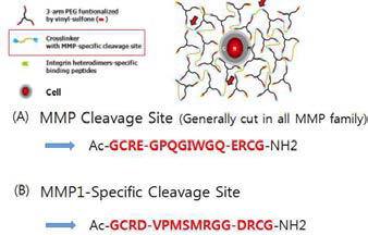 PEG-hydrogel 내에 human 진피섬유아세포가 gel degradation에 의해 세포 증식 및 확산을 효율적으로 할 수 있도록 Cross linker linker 선택