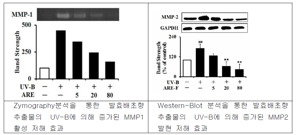 발효배향초 추출물의 UV-B에 의해 증가된 MMP-1, MMP-2 저해 효과