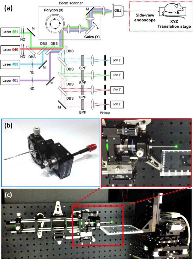 (a) 생체 내 공초점 현미경과 endoscope 간 결합 개략도, (b) Endoscope head 결합부 부품 조립 사진, (c) 생체 내 공초점 현미경과의 결착 사진