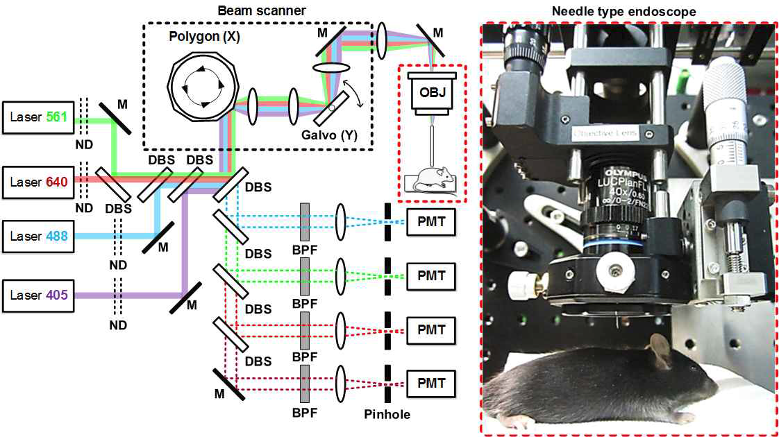자체 제작한 레이저 주사 공초점 현미경과 니들형 내시경 결합 개략도 및 셋업 사진