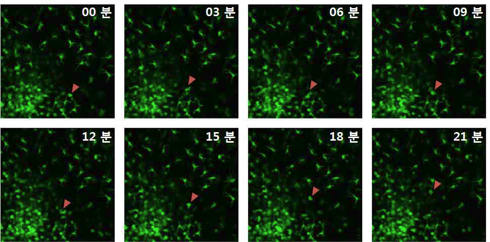 CXCR6-GFP 생쥐의 피부조직 내 시간별 면역세포 이동 관찰