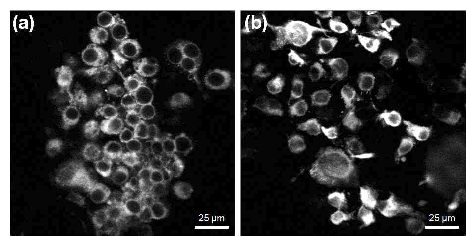 CT26 대장암 세포주에 타겟팅 되는 근적외선 대역의 형광 표지자인 (a) cypate 및 (b) cypate 유사 nanoparticle로 암세포를 표지하여 영상화한 결과