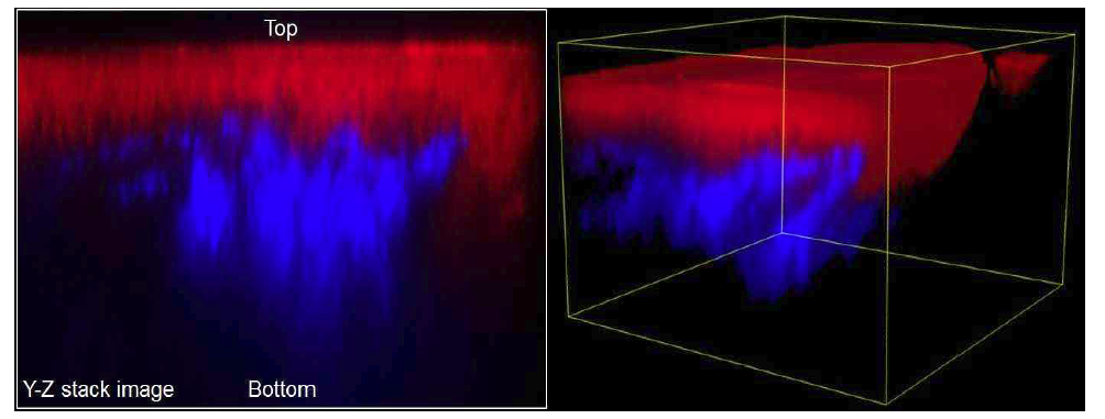 돼지 피부의 표피층에 분포한 고압 분사된 Rhodamine B와 collagen 층의 깊이별 분포 파악을 위한 Y-Z 축 이미지 (좌)와 3D 이미지 (우)
