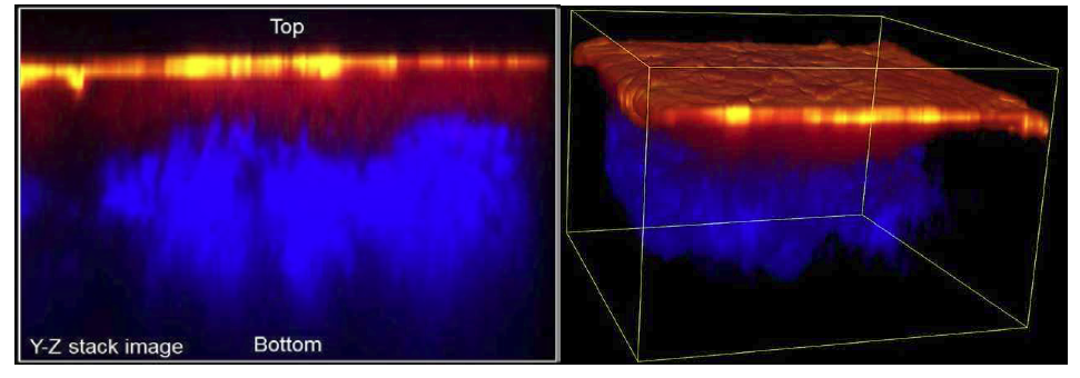Rhodamine B의 고압 분사 후 표피층에 녹색 형광 물질인 FITC를 도포한 돼지 피부의 깊이별 분포 파악을 위한 Y-Z 축 이미지 (좌)와 3D 이미지 (우)