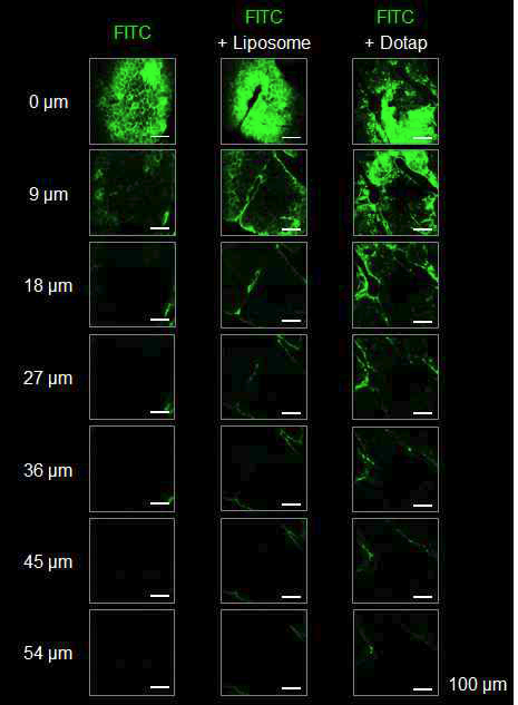 리포좀 제형별 FITC의 피부 내 분포의 Z-stack 영상결과 예시