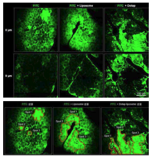 피부조직 내 FITC 분포 영상결과 및 투과깊이 분석 Spot 설정결과 예시