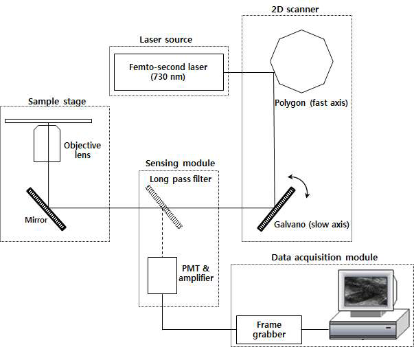 개발된 Two–photon 현미경의 schematic diagram