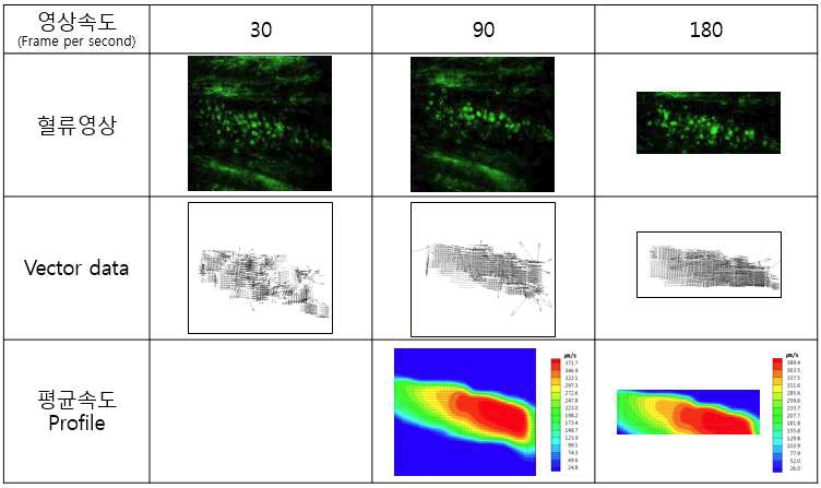 빠른 혈류(최고 390㎛/s)에서의 영상속도에 따른 PIV 분석결과