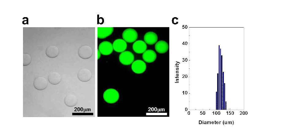 완성된 마이크로젤의 광학현미경 이미지(a), 형광현미경 이미지(b)와 크기 분포도(c)