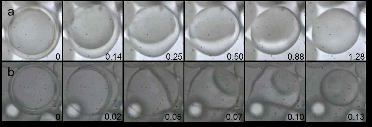 (a) 마이크로젤/리포좀 형성 과정, (b) 마이크로젤/폴리머좀 형성과정 (초고속카메라 이용하여 관찰, 100 frame/sec)