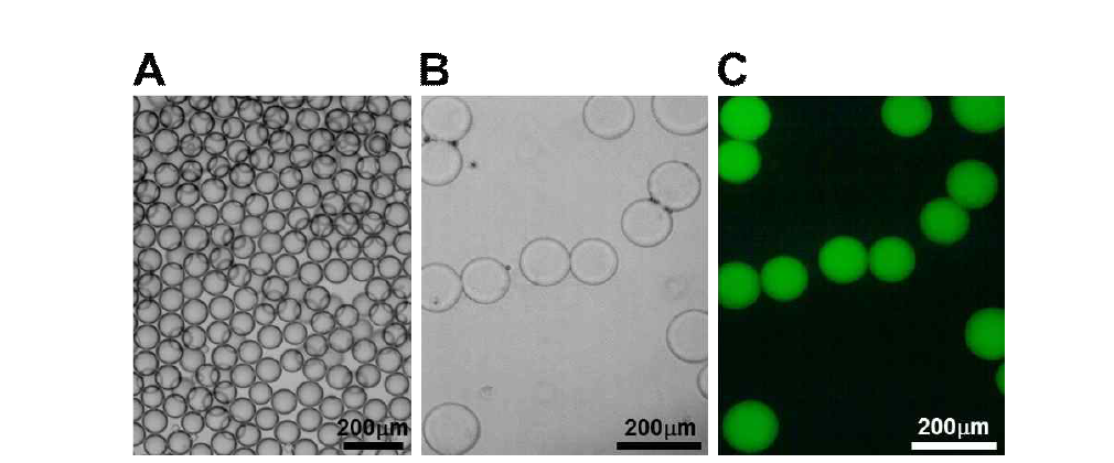 PG-b-PCL 마이셀을 함유한 W/O 에멀전 광학 현미경 이미지 (A), FITC가 마이셀에 tagging된 PMPC 하이드로젤 입자의 광학 현미경 이미지 (B)와 형광현미경 이미지 (C).