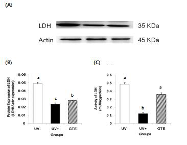 자외선 조사 및 녹차 추출물 섭취에 의한 lactate dehydrogenase (LDH) 효소의 단백질 및 활성 변화 (one-way ANOVA and Tukey's honestly significant difference post hoc test)