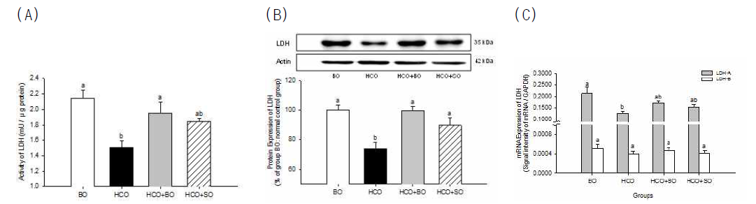 불포화지방산 결핍 유도 및 보라지유지 식이 공급에 의한 LDH 효소의 (A) 활성, (B) 단백질 및 (C) mRNA 발현 변화 (one way ANOVA and Tukey's HSD post hoc test)