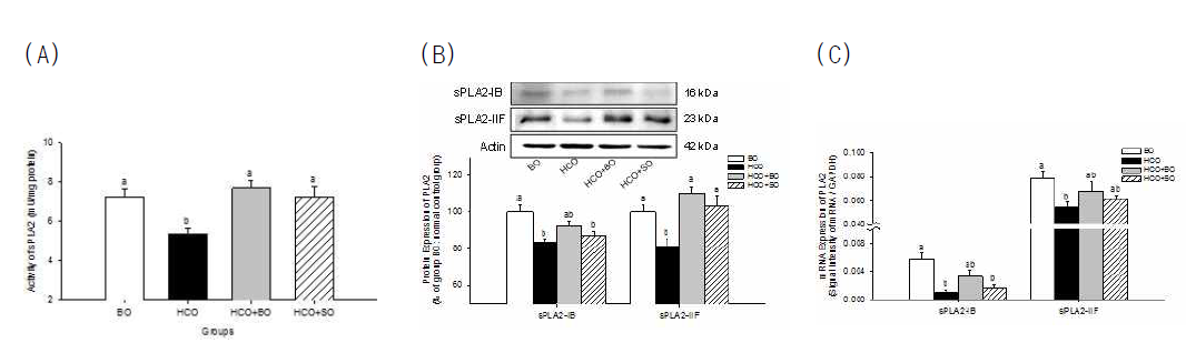 불포화지방산 결핍 유도 및 보라지유지 식이 공급에 의한 sPLA2 효소의 (A) 활성, (B) 단백질 및 (C) mRNA 발현 변화 (one way ANOVA and Tukey's HSD post hoc test)
