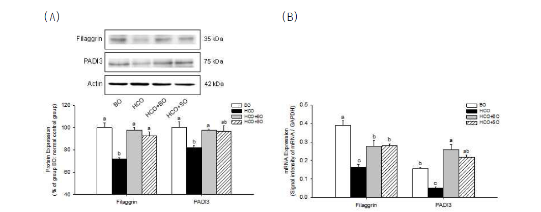 불포화지방산 결핍 유도 및 보라지유지 식이 공급에 의한 filaggrin 및 PADI3 효소의 (A) 단백질 및 (B) mRNA 발현 변화 (one way ANOVA and Tukey's HSD post hoc test)