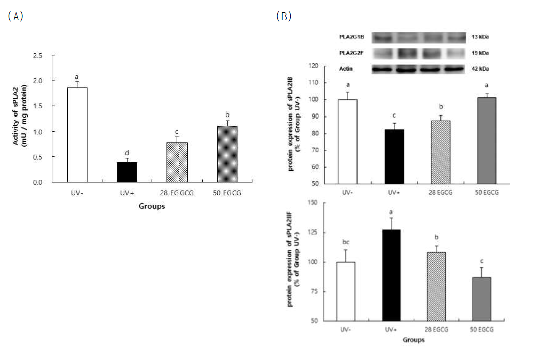 녹차카테친 섭취에 의한 표피 sPLA2의 (A) 활성 및 (B) 단백질 발현 변화