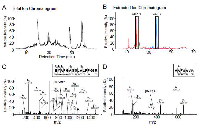 calsyntenin-3 단백질과 결합하는 단백질 후보군을 mass spectrometry로 분석한 결과 Cbln 단백질이 후보로 검출됨.