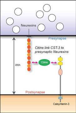 calsyntenin-3 단백질의 시냅스 생성 유도 모델