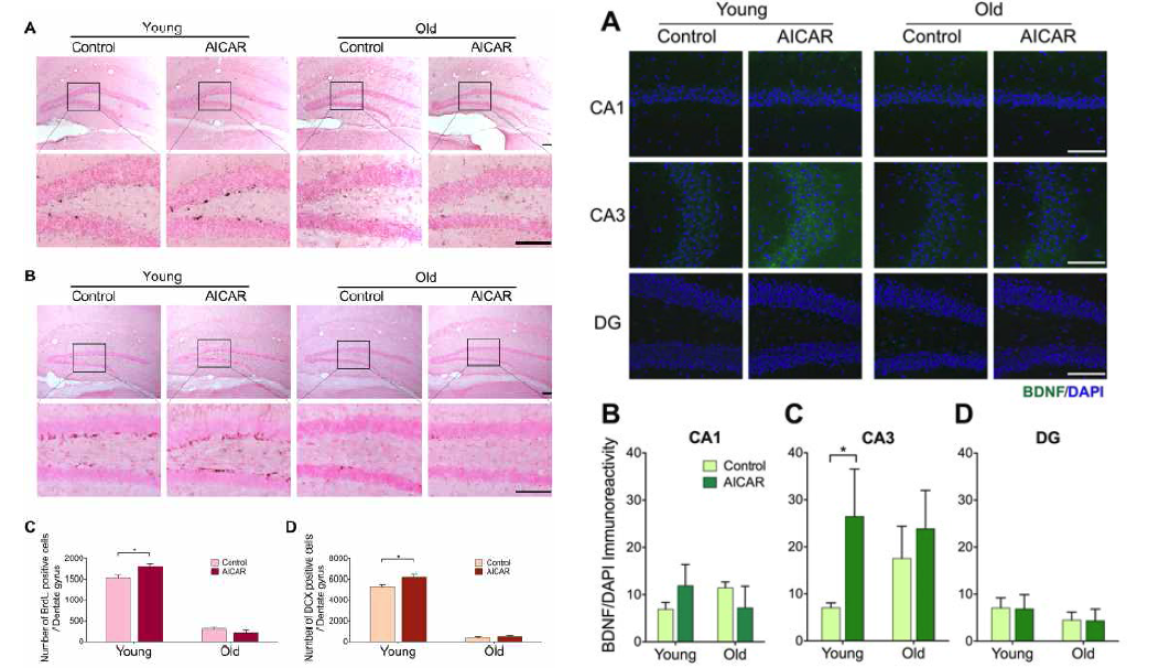 AICAR주사를 통한 AMPK활성시 관찰되는 BDNF활성 증가(오른쪽 사진-면역조직 염색)와 neurogenesis 증가현상(왼쪽 사진-BrdU 및 DCX 염색)은 어린 생쥐에서만 관찰됨으로써, AMPK 반응성 저하에 의한 에너지대사 저하가 인지노화의 원인으로 시사되었음.
