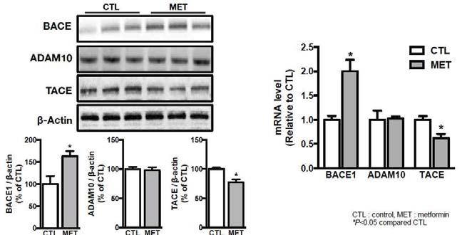 Metformin의 치매병리 악화기전을 심화연구하기 위해, meformin을 경구투여한 db/db 당뇨쥐의 해마조직에서 다른 종류의 secretase의 발현을 함께 조사하였고, non-amyloidogenic pathway를 증가시키는 alpha-secretase인 TACE 발현이 억제되는 것을 관찰됨