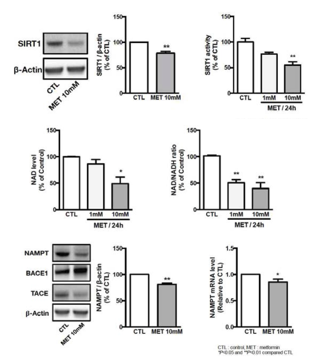 Meformin이 말초조직과 달리 신경세포에서는 SIRT1 활성을 억제한다는 사실을 발견함. 이에 따라 SIRT1 activator인 NAD, 그리고 NAD를 합성하는 Nampt의 발현을 함께 조사하였고 결과적으로 metformin은 이러한 경로를 억제한다는 사실을 규명함