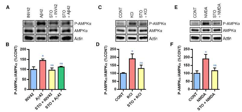 Aβ42를 신경배양세포에 처리할 경우 AMPKα 단백질의 활성화가 일어나고 이러한 효과는 CAMKKII 단백질의 활성화에 의존하여 일어남