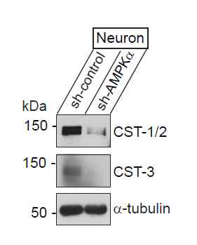 AMPKalpha 단백질을 신경배양세포에서 낙다운할 경우 calsyntenin 단백질의 발현수준이 현저하게 감소함. 이를 통해 시냅스 관련 심화 연구의 타겟을 calsyntenin으로 우선 선정함.