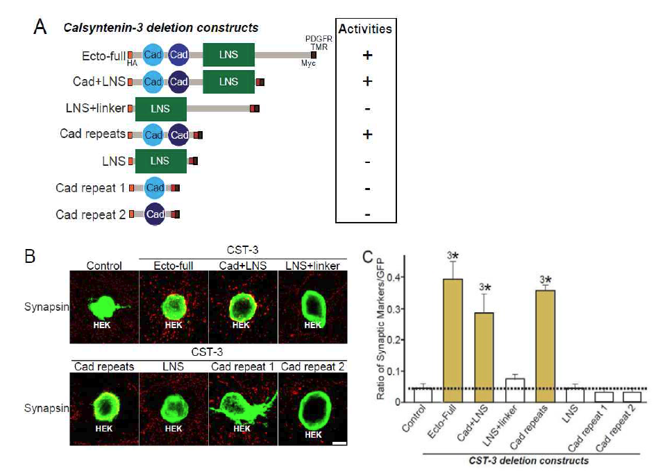 calsyntenin-3 단백질의 cadherin domain이 시냅스 생성을 유도하는데 필요함.
