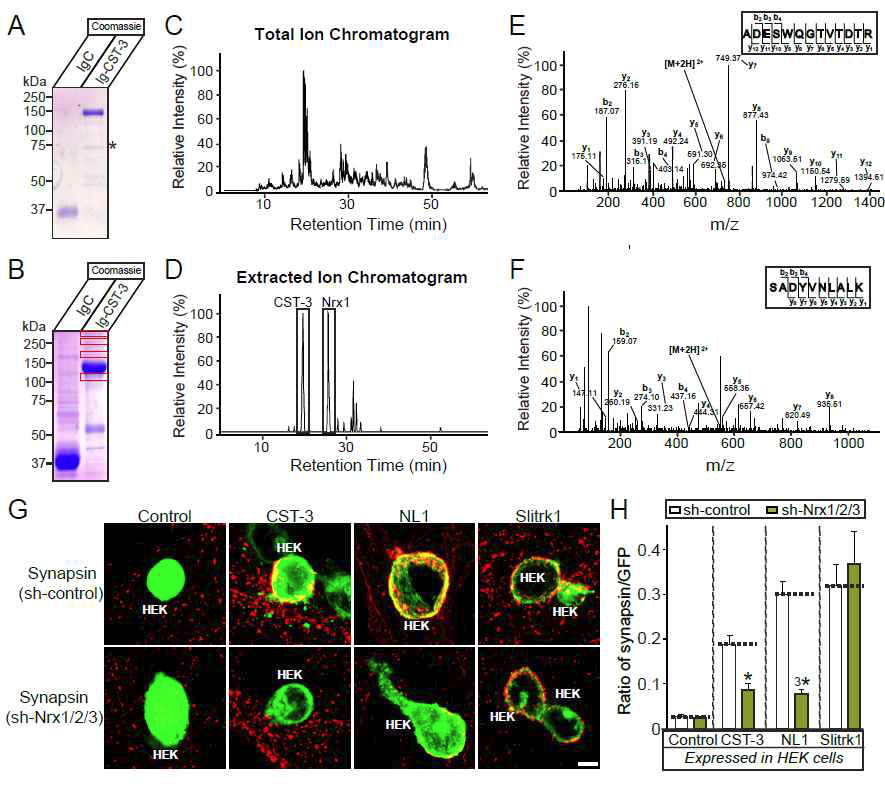 calsyntenin-3 단백질에 결합하는 단백질들을 찾기 위해서 affinity chromatography를 수행한 결과 neurexin 단백질을 검출함. 또한 neurexin 단백질들은 calsyntenin-3 단백질의 시냅스 생성유도에 필요함.